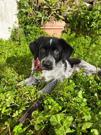 Ciotto cucciolo bracco