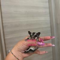 Petauro Dello Zucchero