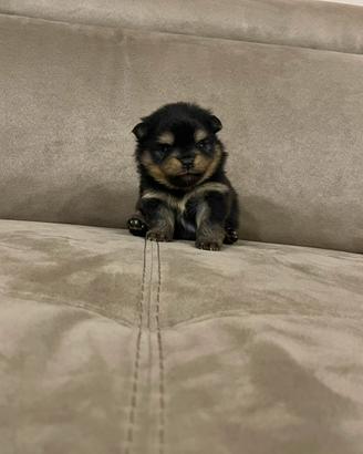 Cucciola spitz di pomerania