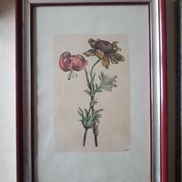 Stampa botanica dipinta a mano 