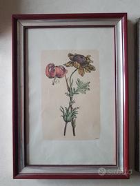 Stampa botanica dipinta a mano 