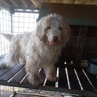 Cane maschio da tartufo