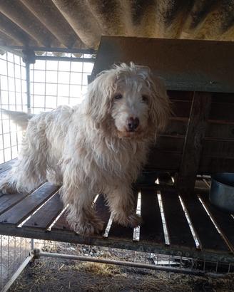Cane maschio da tartufo