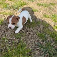 Jack Russell