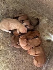 Cuccioli da caccia
