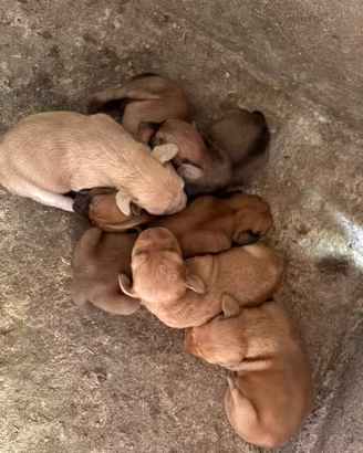 Cuccioli da caccia