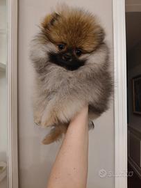 Cane Spitz di Pomerania