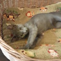 Gattine di 5 mesi, da adottare