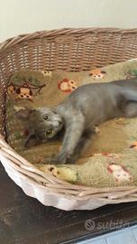 Gattine di 5 mesi, da adottare