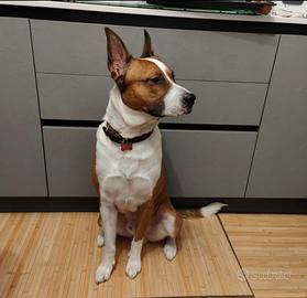 Un bellissimoo cucciolone