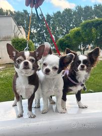Chihuahua pelo lungo maschietti