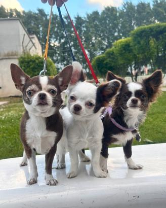Chihuahua pelo lungo maschietti
