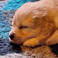 Cuccioli golden retreiver