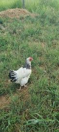 Gallina sussex