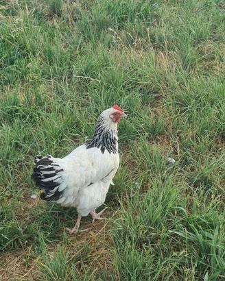 Gallina sussex