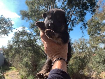 Cuccioli di pastore tedesco