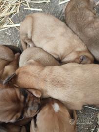 Cuccioli di cane segugio maremmano