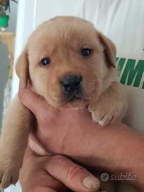 cuccioli di labrador 