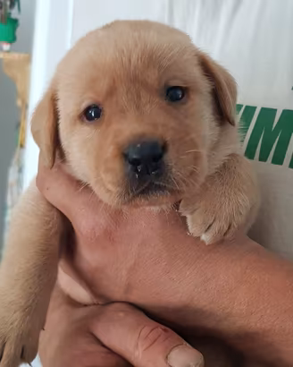 cuccioli di labrador 