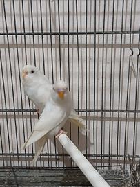 Cocoriti