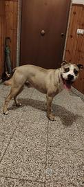 Pitbull da monta