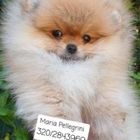 Spitz T.Nano/Pomerania/Femminuccia