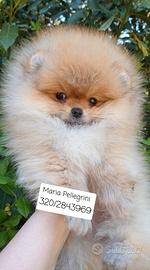 Spitz T.Nano/Pomerania/Femminuccia