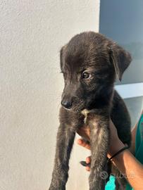 Cuccioli di cane
