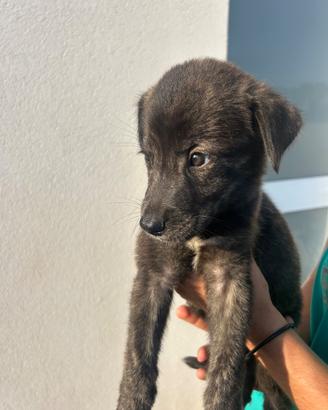 Cuccioli di cane