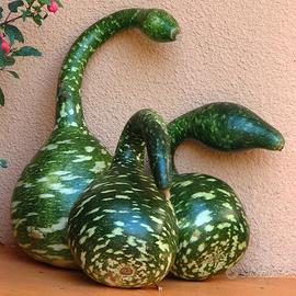 50 Semi di Lageraria Siceraria "Speckled Swan"