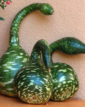 50 Semi di Lageraria Siceraria "Speckled Swan"