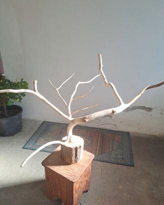 Trespoli per pappagalli