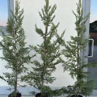 CUPRESSOCYPARIS LAYLANDII - SIEPE