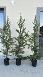 CUPRESSOCYPARIS LAYLANDII - SIEPE