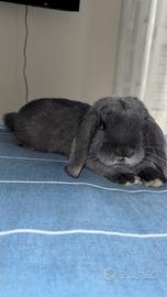 Coniglio ariete nano-blu