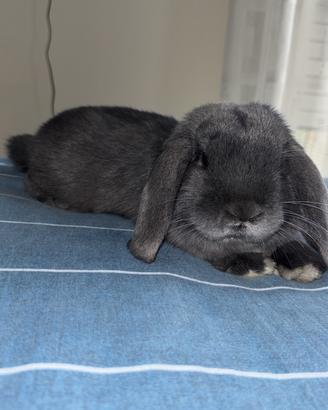 Coniglio ariete nano-blu