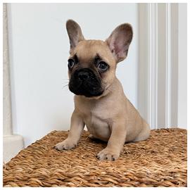 Cuccioli bulldog francerse con pedigree disponibil