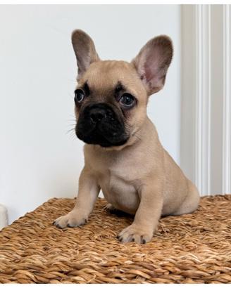 Cuccioli bulldog francerse con pedigree disponibil