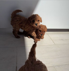 Barboncini maschi toy