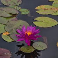 Piante acquatiche in sconto