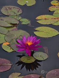 Piante acquatiche in sconto