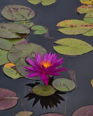 Piante acquatiche in sconto