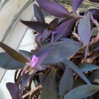 piante varie da 5 euro in su e ultima foto 100 E 