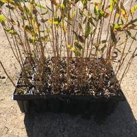 Piantine alveolo forestal Eucalyptus camaldulensis