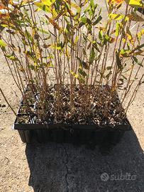 Piantine alveolo forestal Eucalyptus camaldulensis