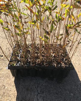 Piantine alveolo forestal Eucalyptus camaldulensis