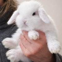 Coniglio minilop libretto sanitario