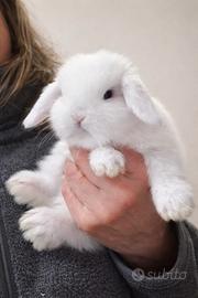 Coniglio minilop libretto sanitario