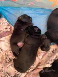 Labrador