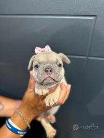 Bulldog francesi colorazione rarissima